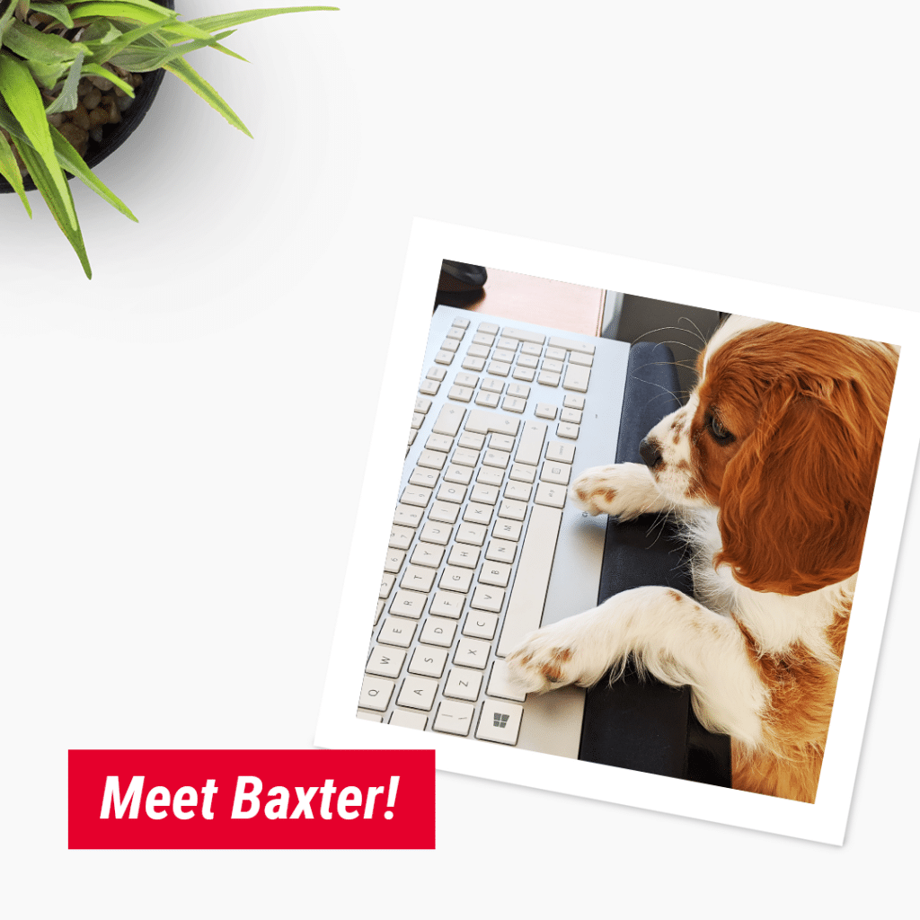 The benefits of working from home with pets – adam and baxter