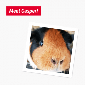 The Benefits of Working from Home with Pets – Dave and Casper 