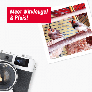The Benefits of Working from Home with Pets – Liisa, Witvleugel and Pluis 